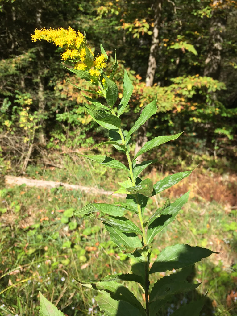 Maryland Biodiversity Project Wrinkleleaved Goldenrod (Solidago rugosa)