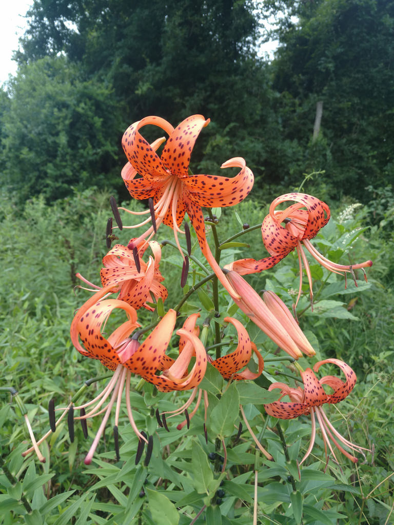 Maryland Biodiversity Project Tiger Lily (Lilium lancifolium)