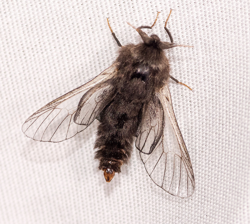 Maryland Biodiversity Project Evergreen Bagworm Moth (Thyridopteryx
