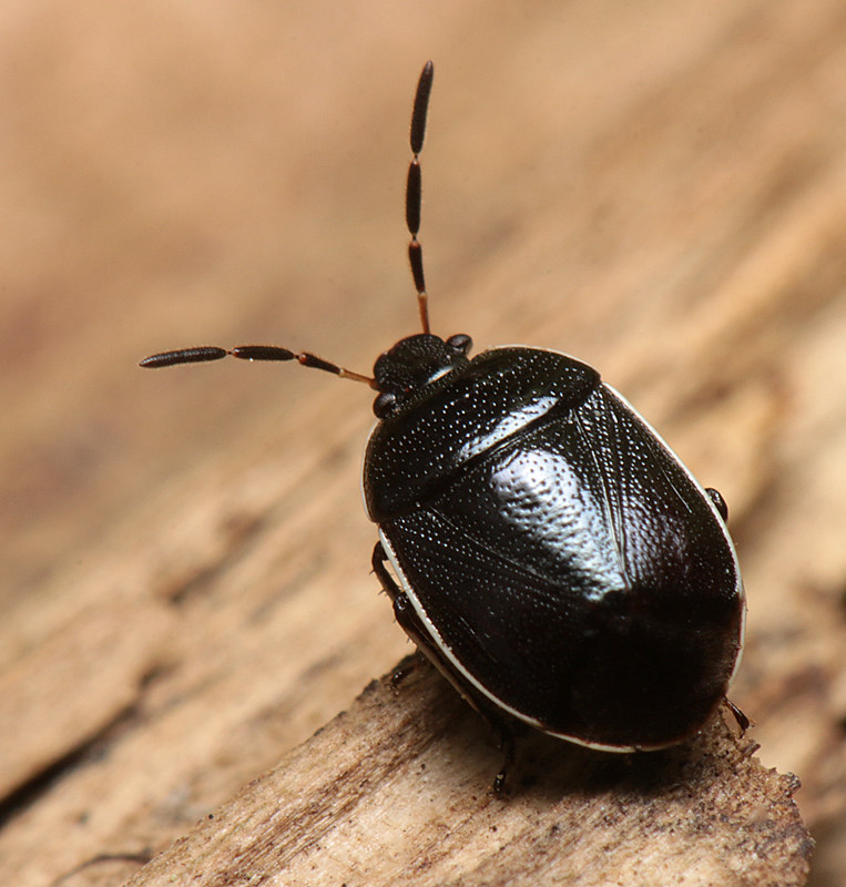 Maryland Biodiversity Project Whitemargined Burrower Bug (Sehirus