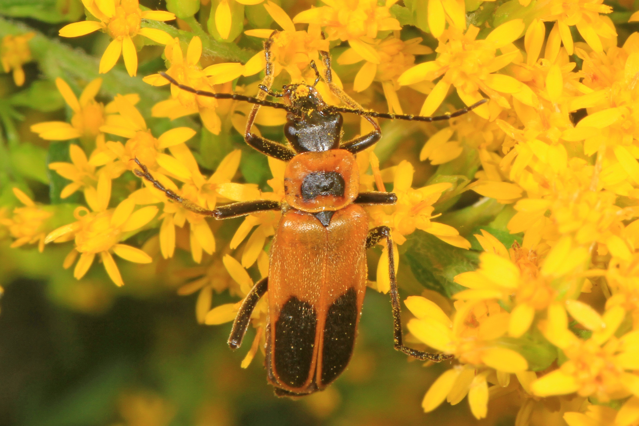 Maryland Biodiversity Project Goldenrod Soldier Beetle