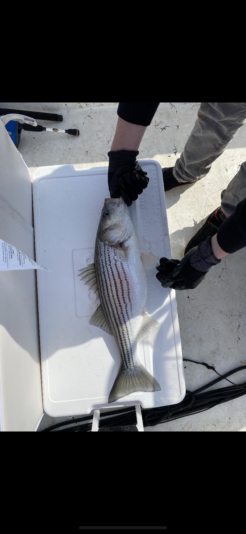 Maryland Biodiversity Project Striped Bass (Morone saxatilis)