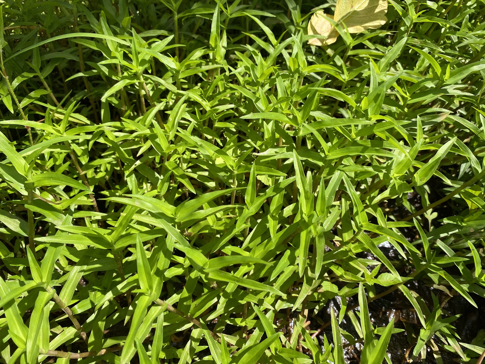 Maryland Plant Atlas