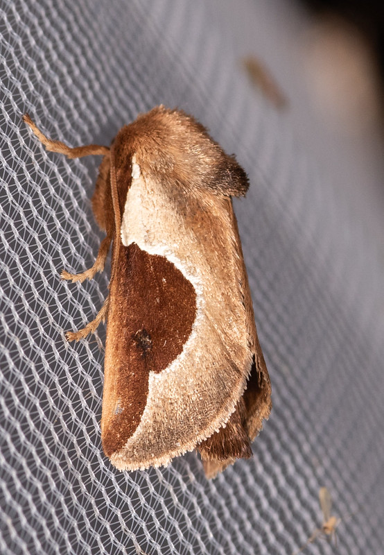 Maryland Biodiversity Project Skiff Moth (Prolimacodes badia)