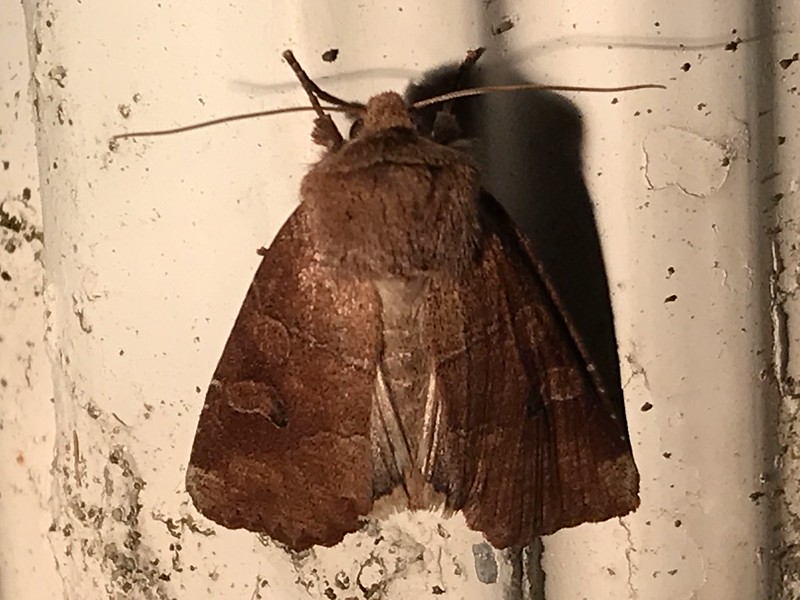 Maryland Biodiversity Project Norman's Quaker Moth (Crocigrapha normani)