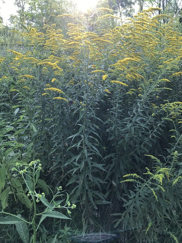 Maryland Biodiversity Project Tall Goldenrod (Solidago altissima)