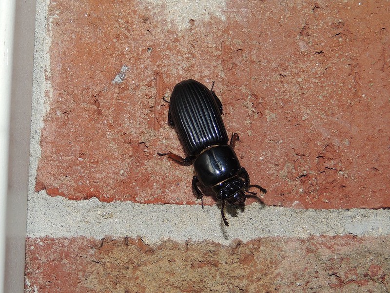 Some reasons Patent Leather Beetles are awesome · iNaturalist