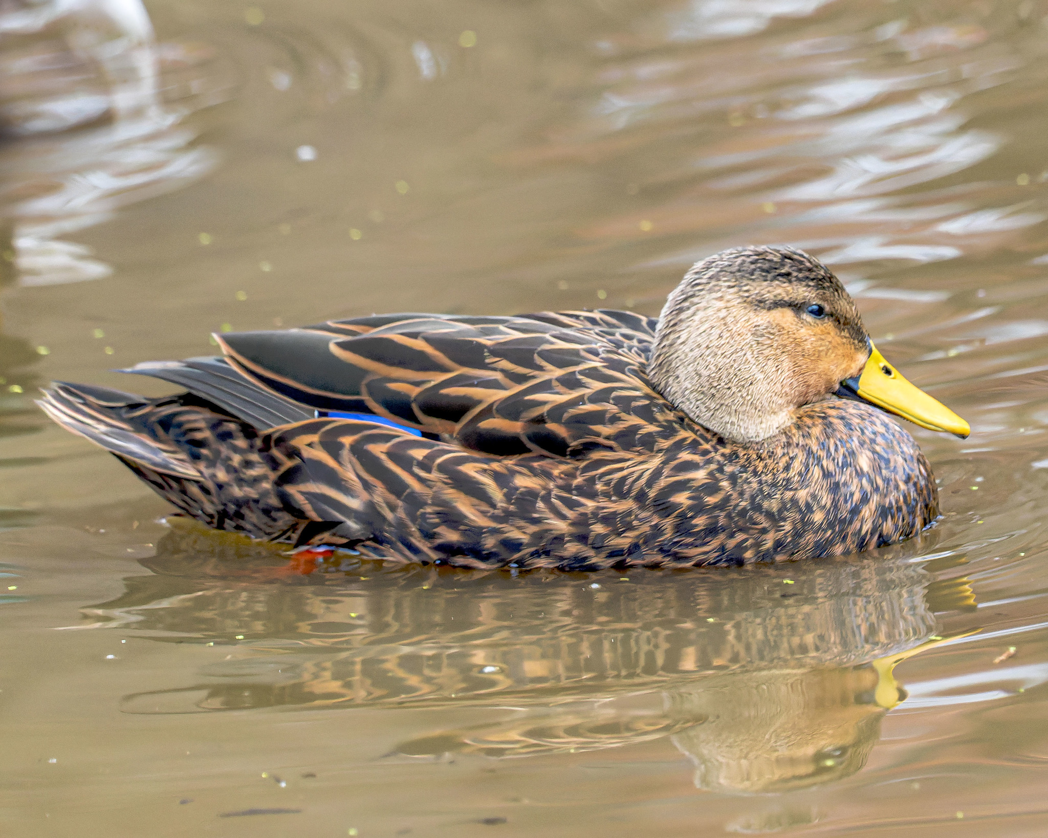 Maryland Biodiversity Project Mottled Duck (Anas fulvigula)