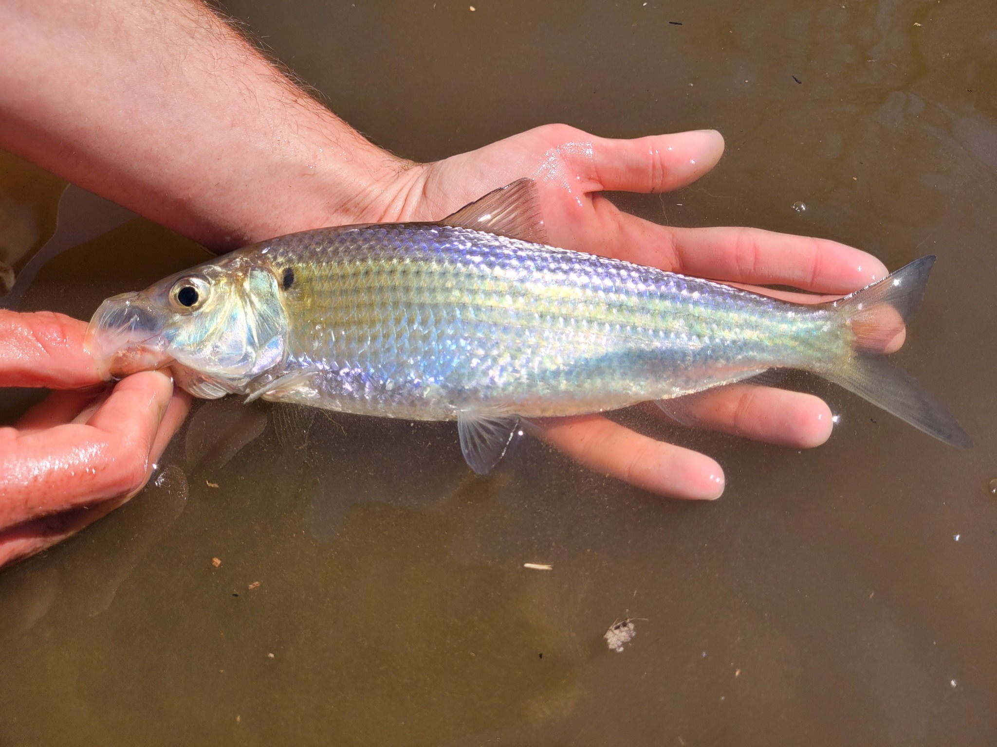 Maryland Biodiversity Project Alewife (Alosa pseudoharengus)