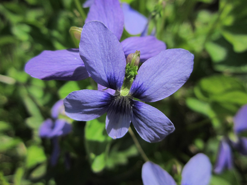 Maryland Biodiversity Project Marsh Blue Violet (Viola cucullata)