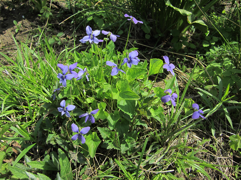 Maryland Biodiversity Project Marsh Blue Violet (Viola cucullata)