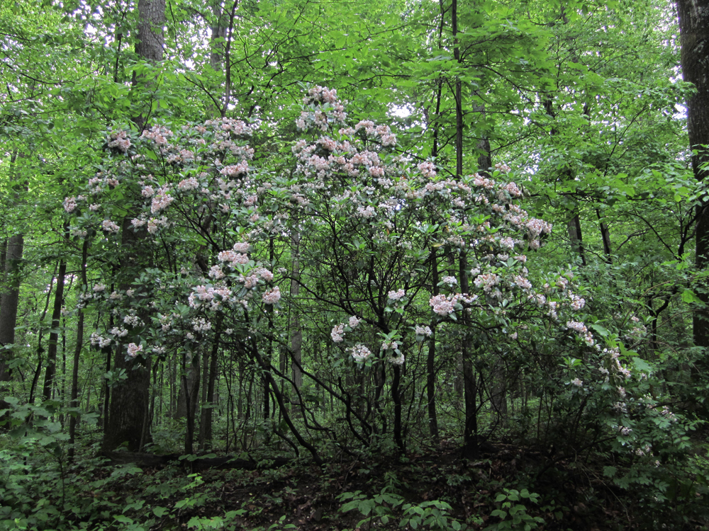 Maryland Biodiversity Project Mountain Laurel (Kalmia latifolia)