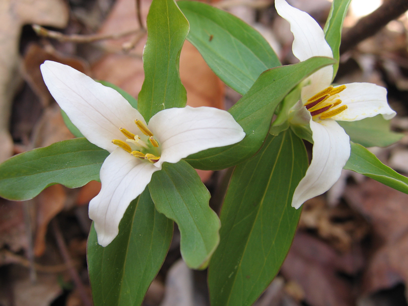 Maryland Biodiversity Project Dwarf Trillium (Trillium pusillum var