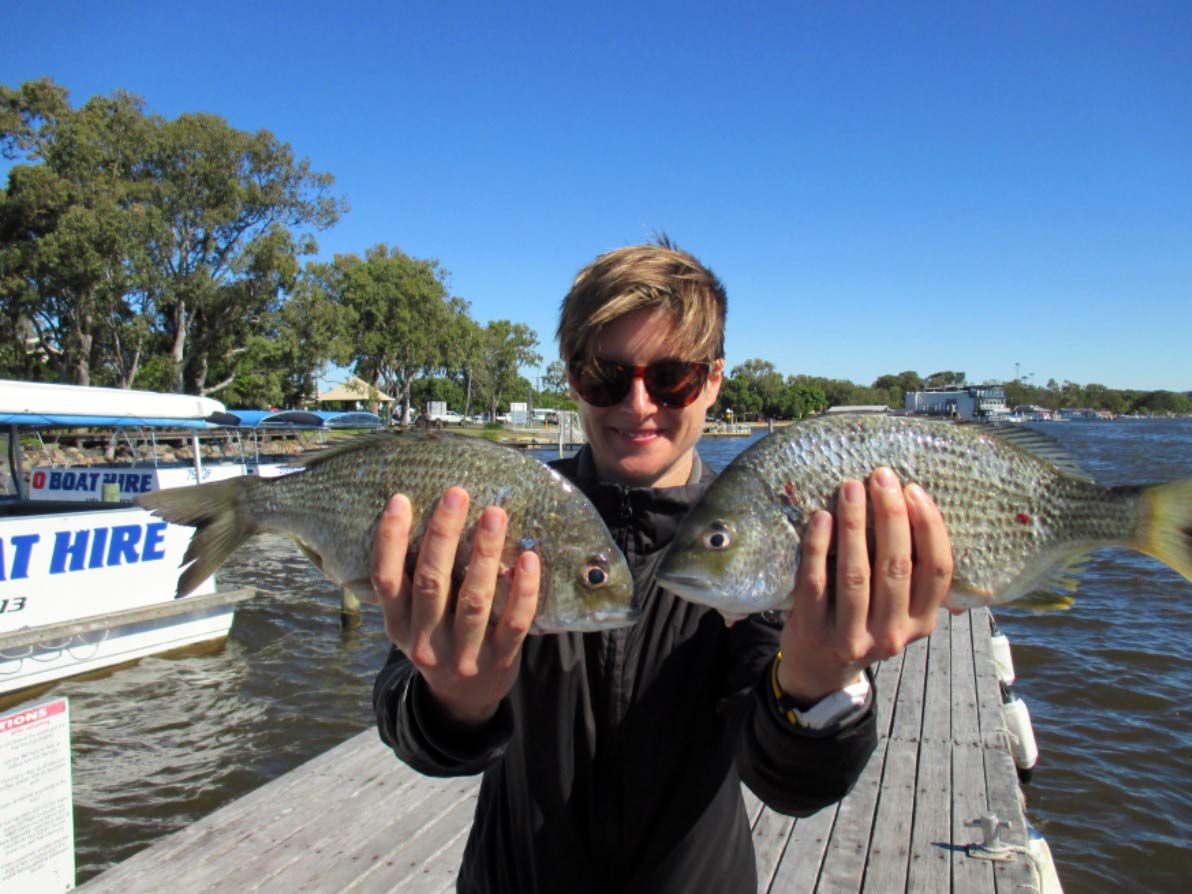 Noosa River Weekly Fishing Report O Boat Hire