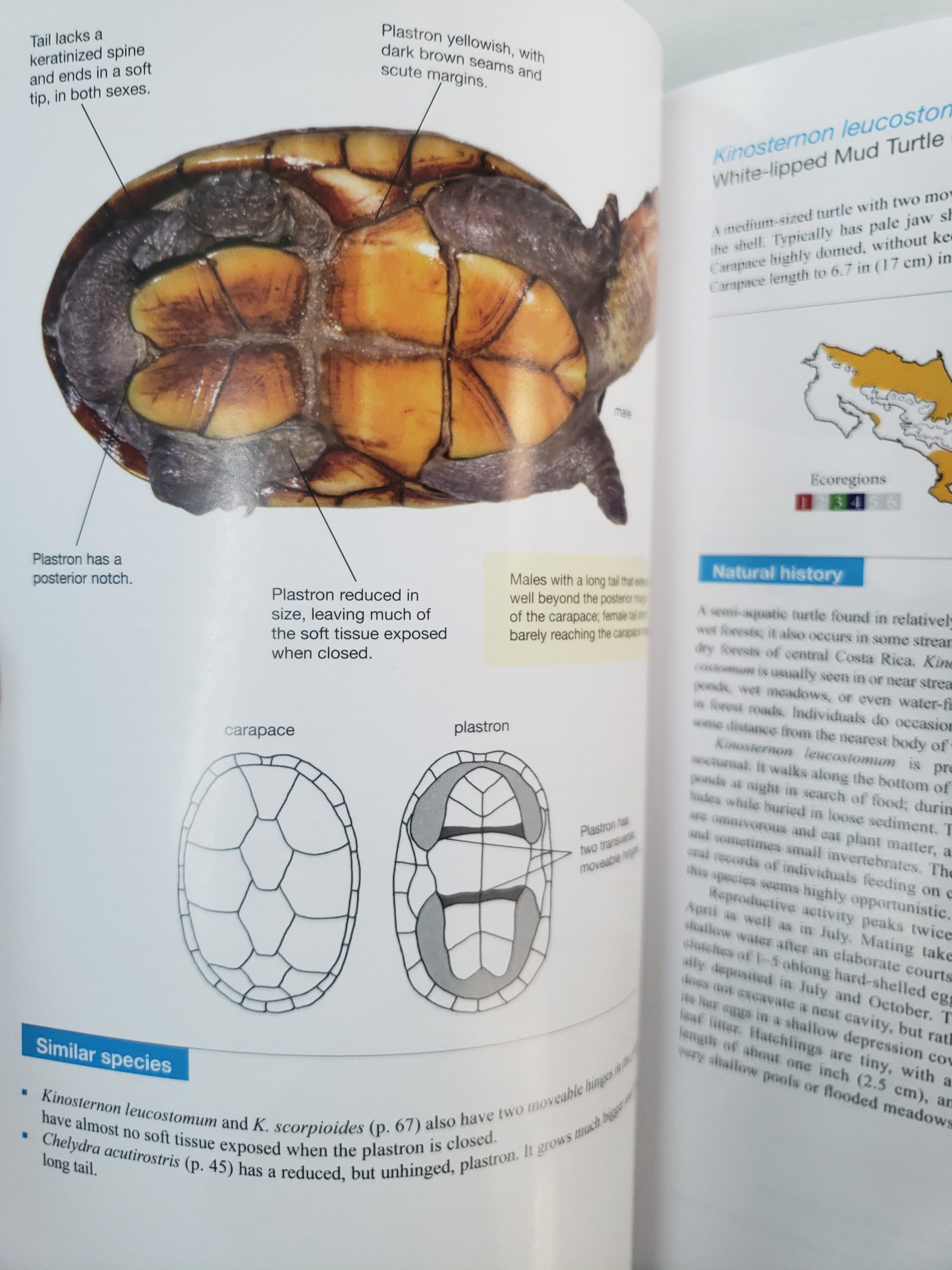 Reptiles of Costa Rica A Field Guide, Zona Tropical 2019 OutdoorBooks CR