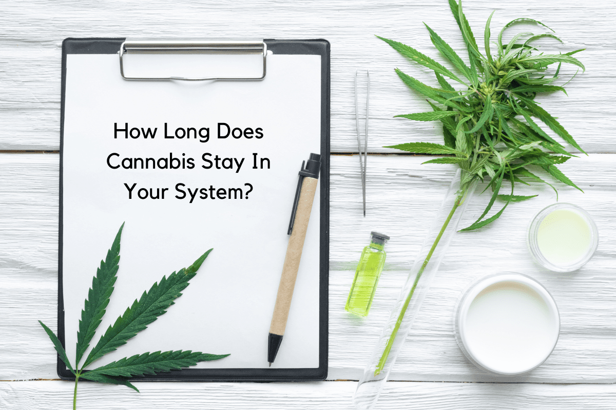 How Long Does Cannabis (Marijuana) Stay in Your System? Observer