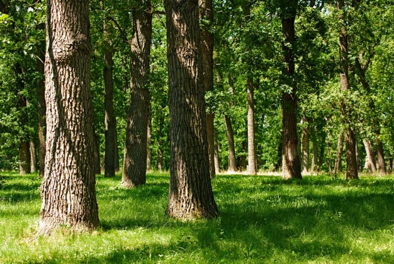 Why Is My St Augustine Grass Turning Light Green? Obsessed Lawn