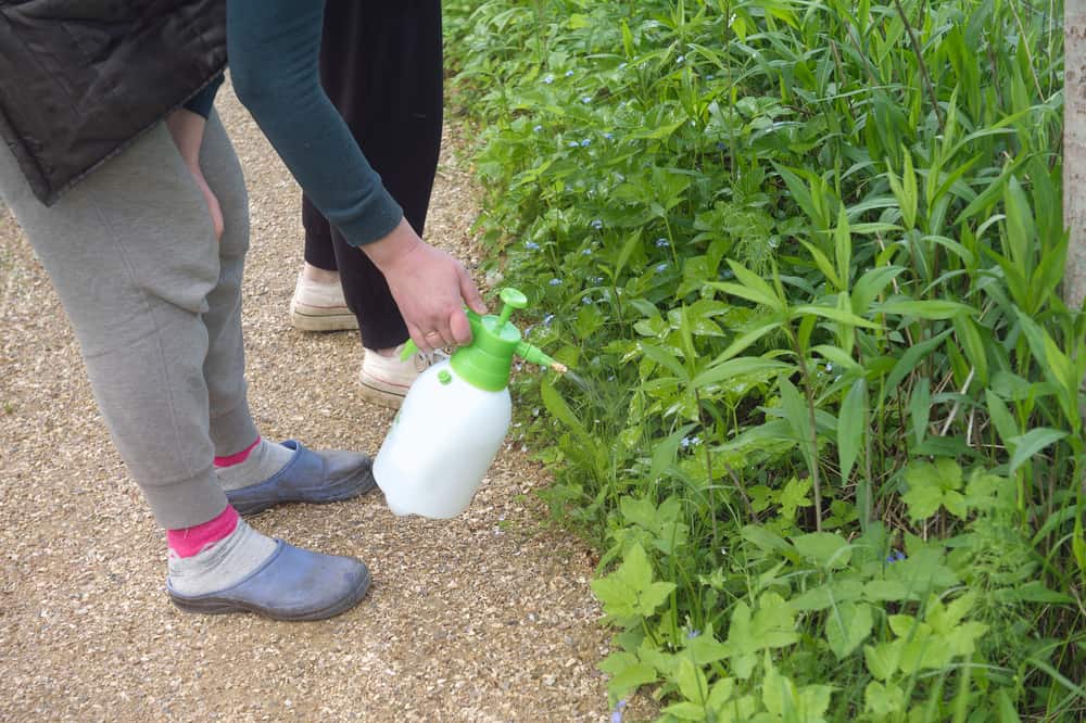 How Long Does It Take To Kill Weeds With Vinegar? Obsessed Lawn