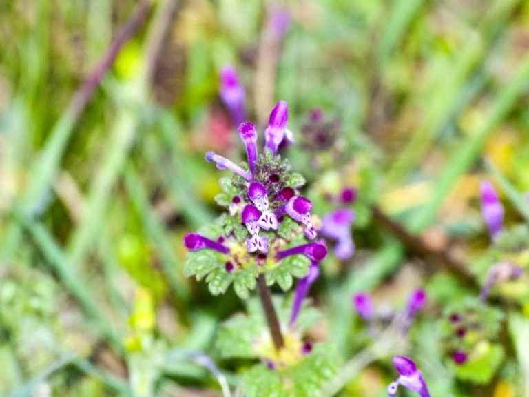 What Are The Weeds With Purple Flowers Called? Obsessed Lawn