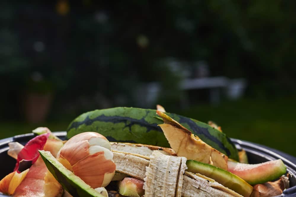 Can Watermelon Be Composted? Obsessed Lawn