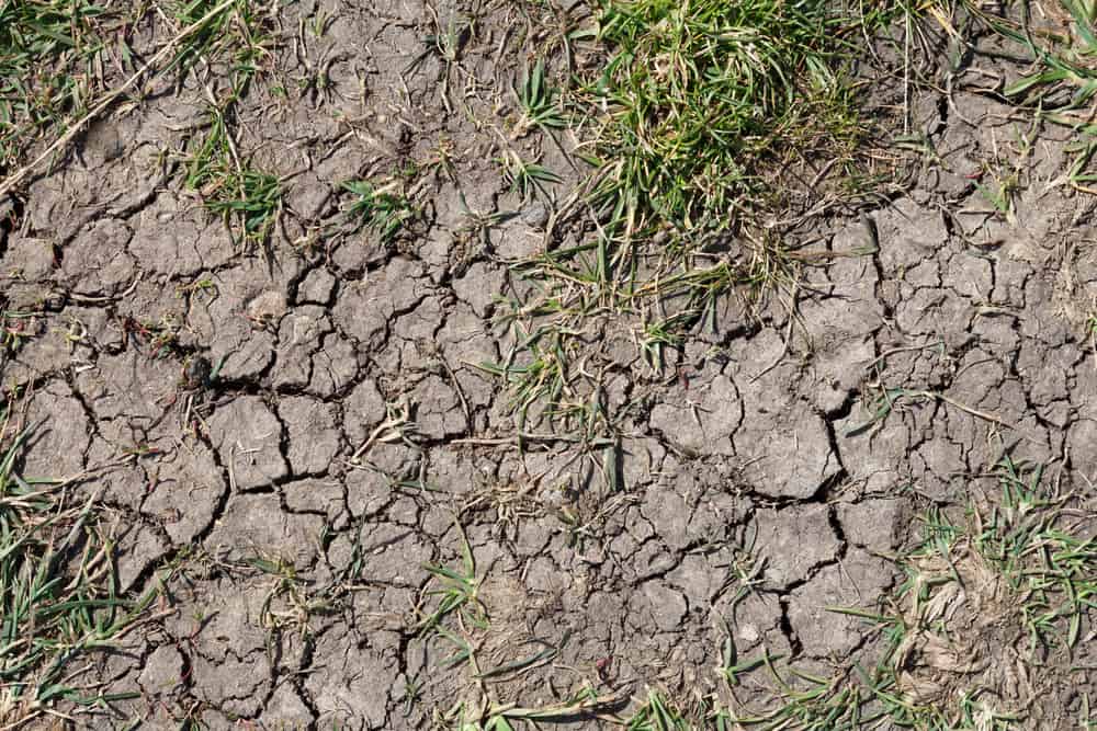 How To Grow Grass In Hot Dry Weather? Obsessed Lawn