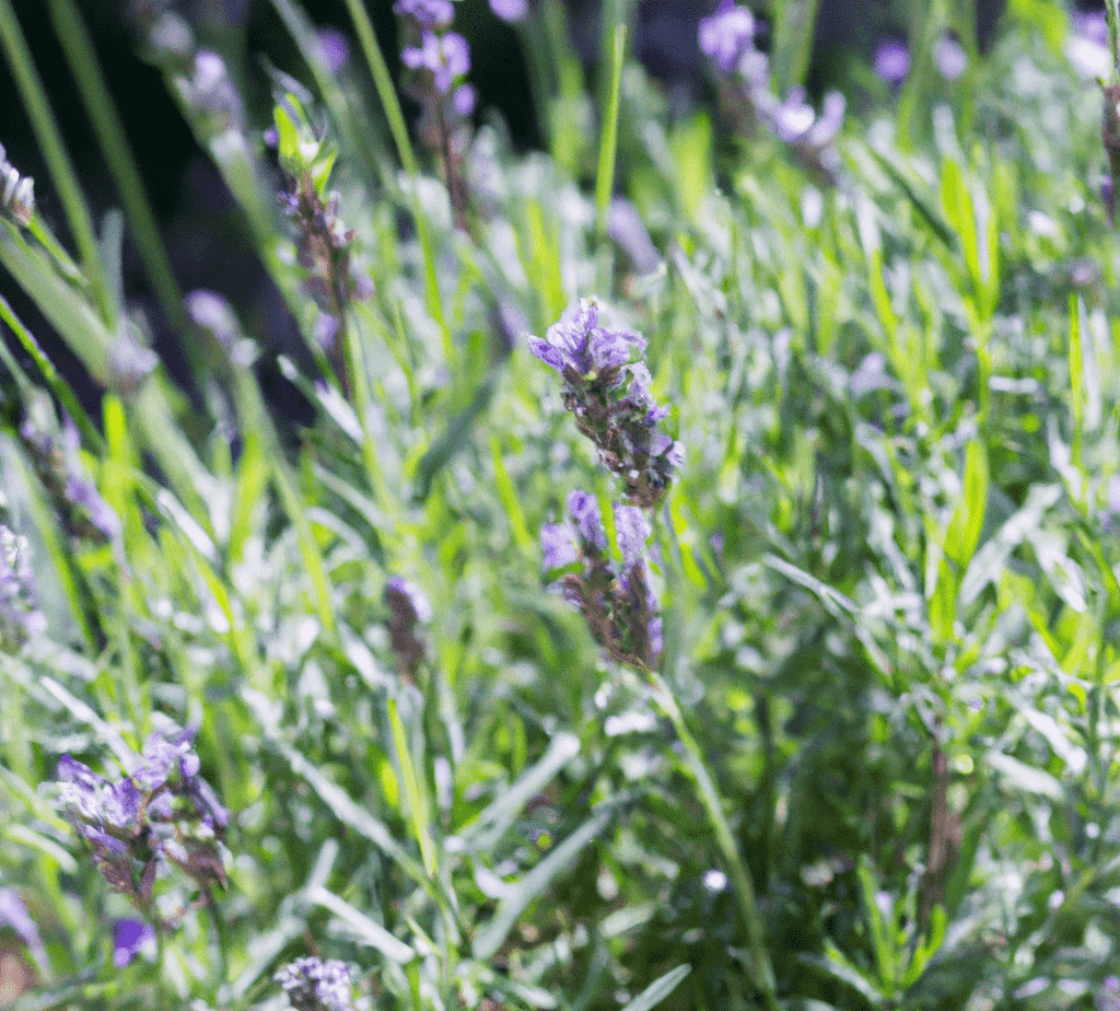 Can You Plant Lavender In The Fall? Obsessed Lawn
