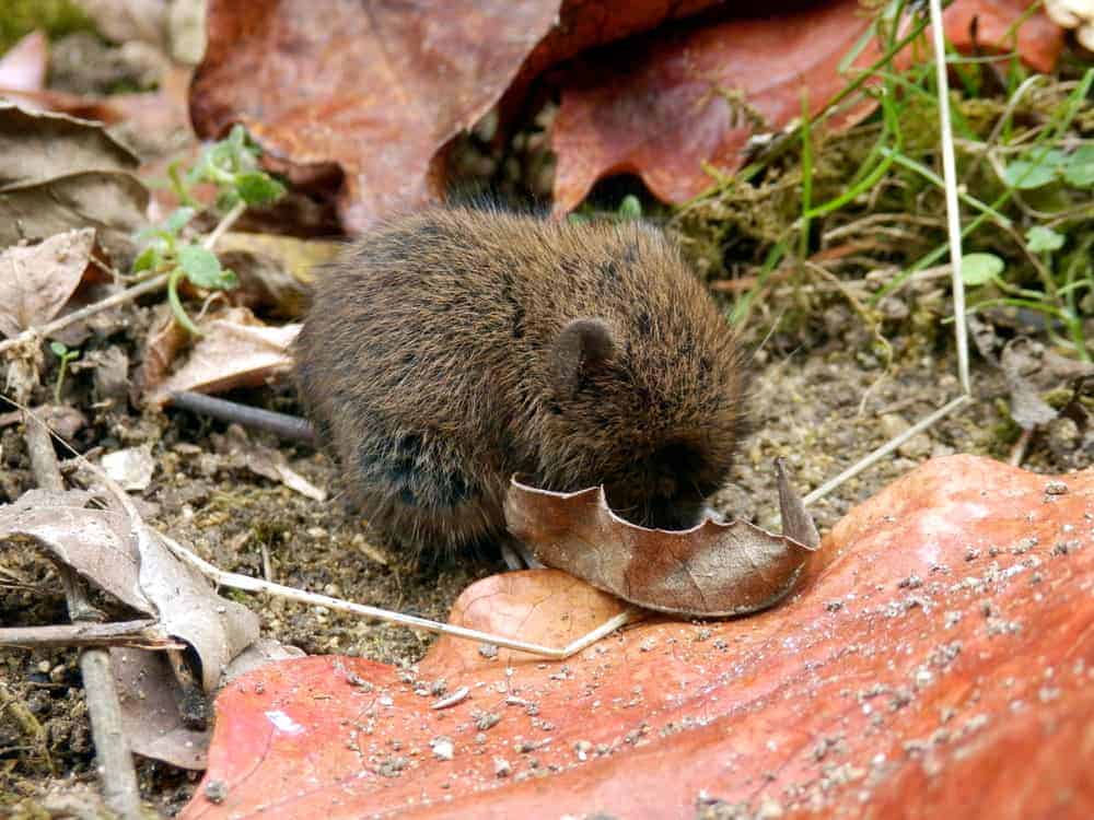 Do Compost Piles Attract Animals? Obsessed Lawn