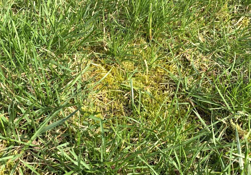 Types Of Lawn Moss And Why They Matter Obsessed Lawn