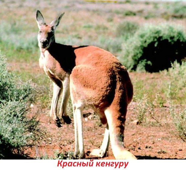 Фото 61: Самые крупные животные на Земле! Самое большое…