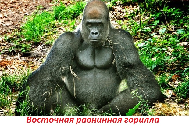 Фото 63: Самые крупные животные на Земле! Самое большое…