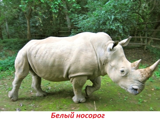 Фото 62: Самые крупные животные на Земле! Самое большое…