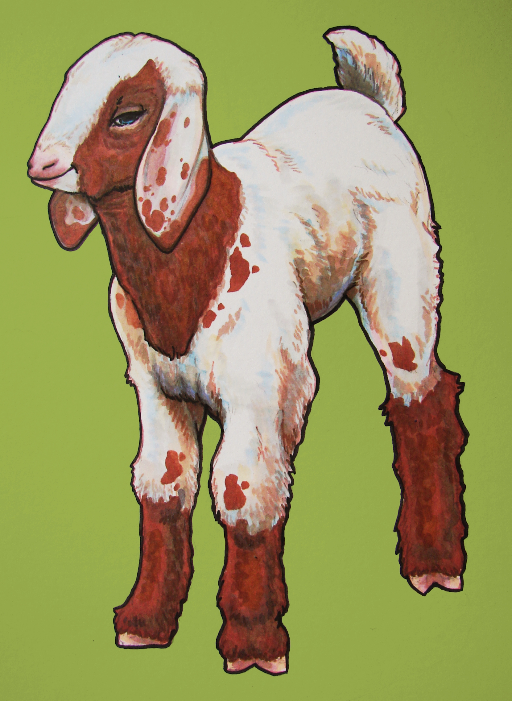 baby goat Illustrations