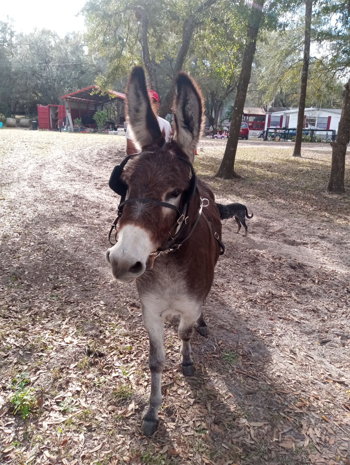 Mini Donkey Sweet Gelding Ocala4Sale Buy & Sell in Ocala, FL