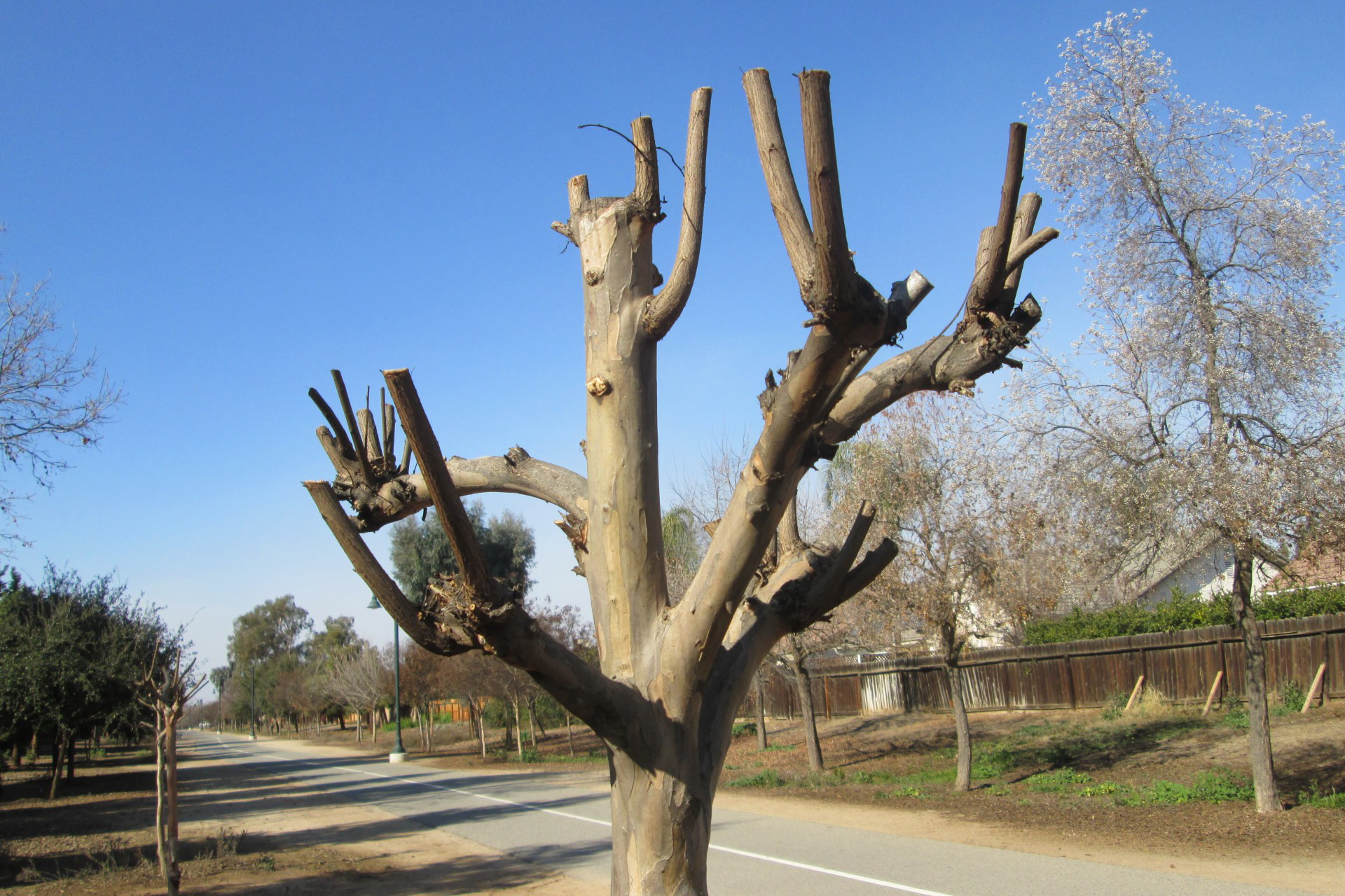 What's Wrong With My Tree? Anderson Tree Care Ocala, Florida