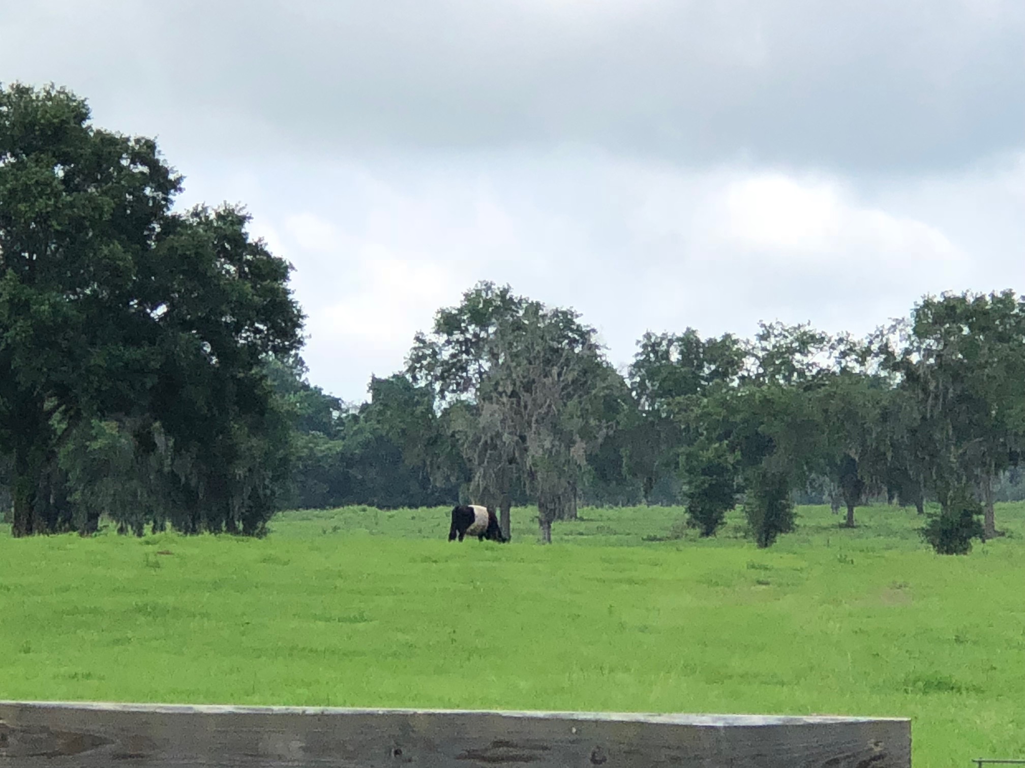 400 Acres Vacant Land Ocala Ranches