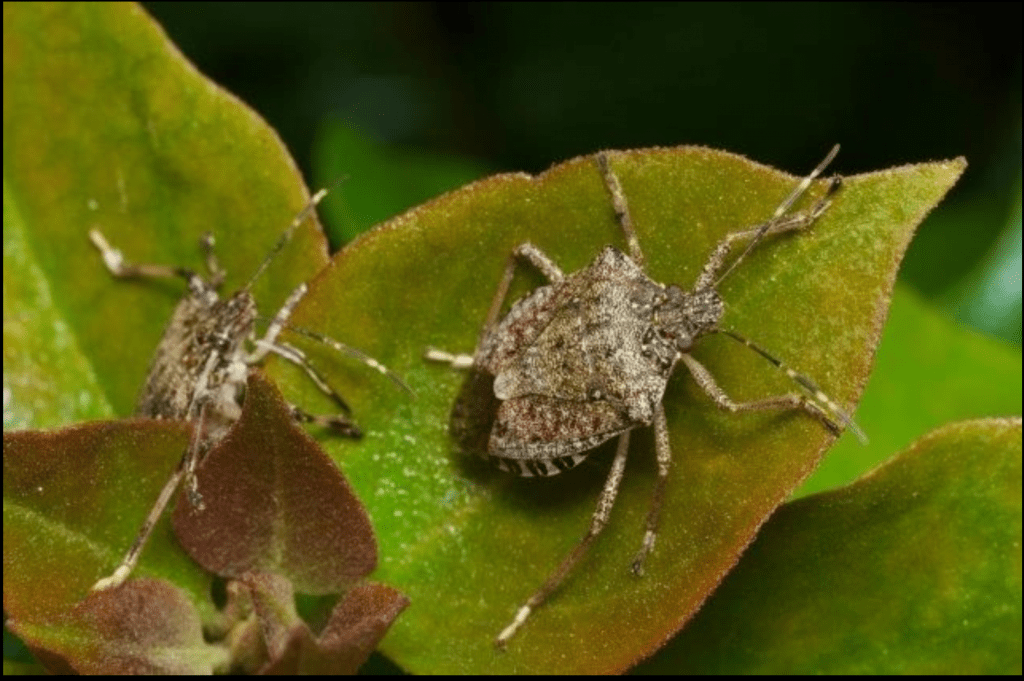 Invasion of the stink bug Icky and economically dangerous Occasional
