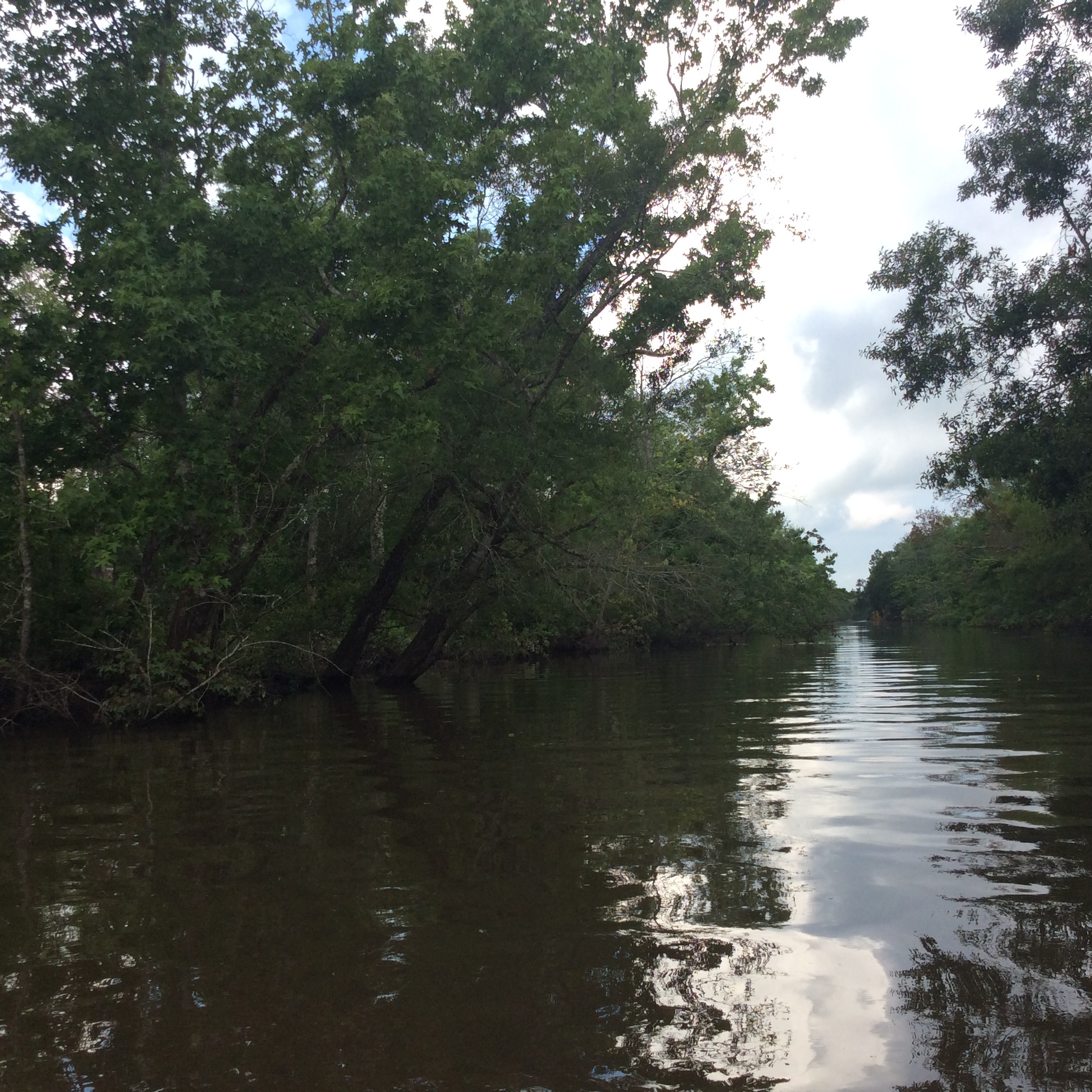 2021 Little Cypress Bayou Waterway Debris Removal Project NRCS/USDA