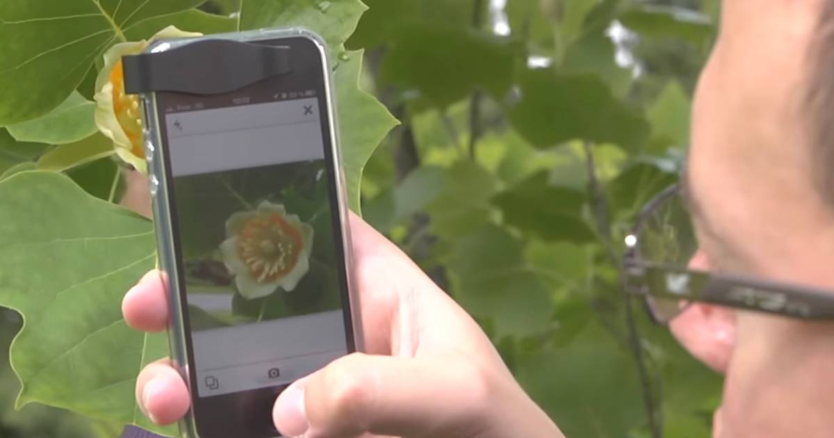 Pflanzen erkennen mit einer HandyApp Noizz