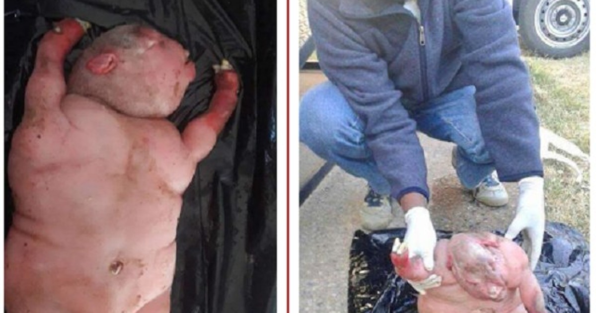 Strange World Sheep in SA gives birth to lamb with human features