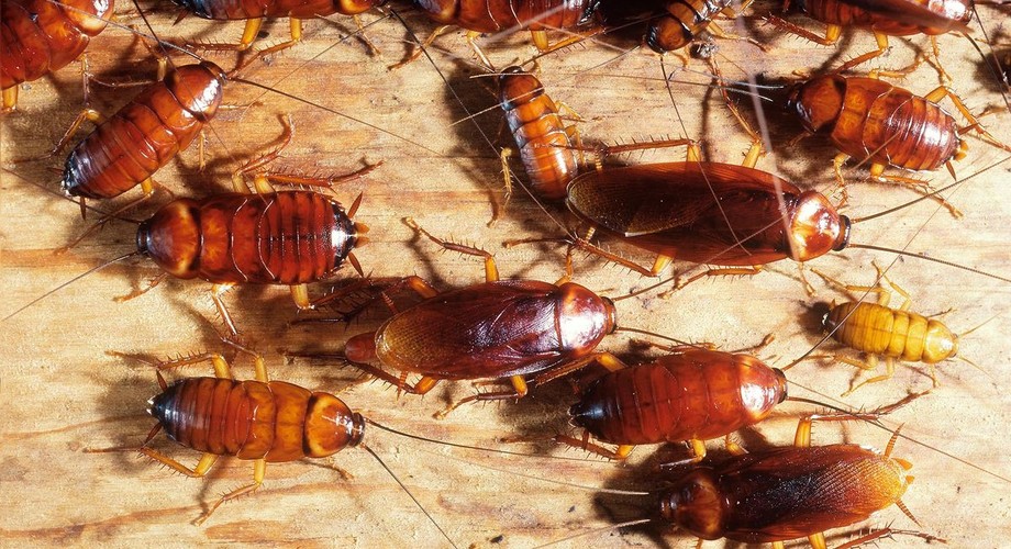6 natural ways to get rid of cockroaches Pulselive Kenya