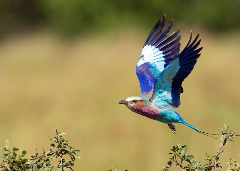5 Wild Facts About the Lilac Breasted Roller, the National Bird for