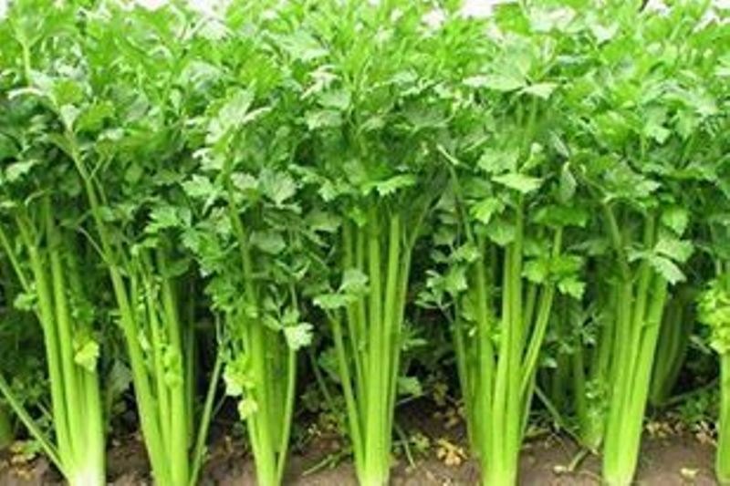 ଧନିଆ ଚାଷ Coriander Farming Information