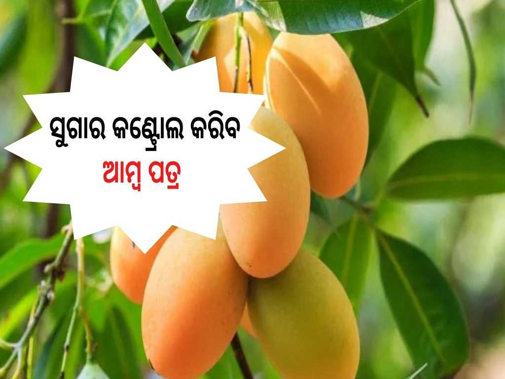 କିଡନୀ ଷ୍ଟୋନସୁଗାର କଣ୍ଟ୍ରୋଲ କରିବ ଆମ୍ବ ପତ୍ର Mango Leaves good for