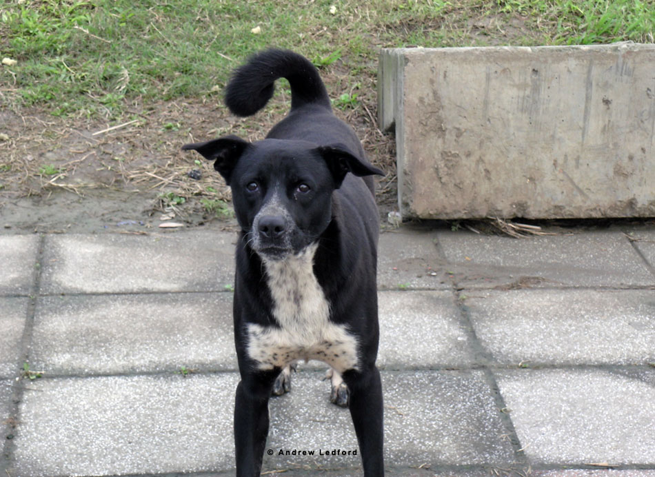 Dog Behavior, Stray Dogs in Russia and Taiwan OC Dog Training