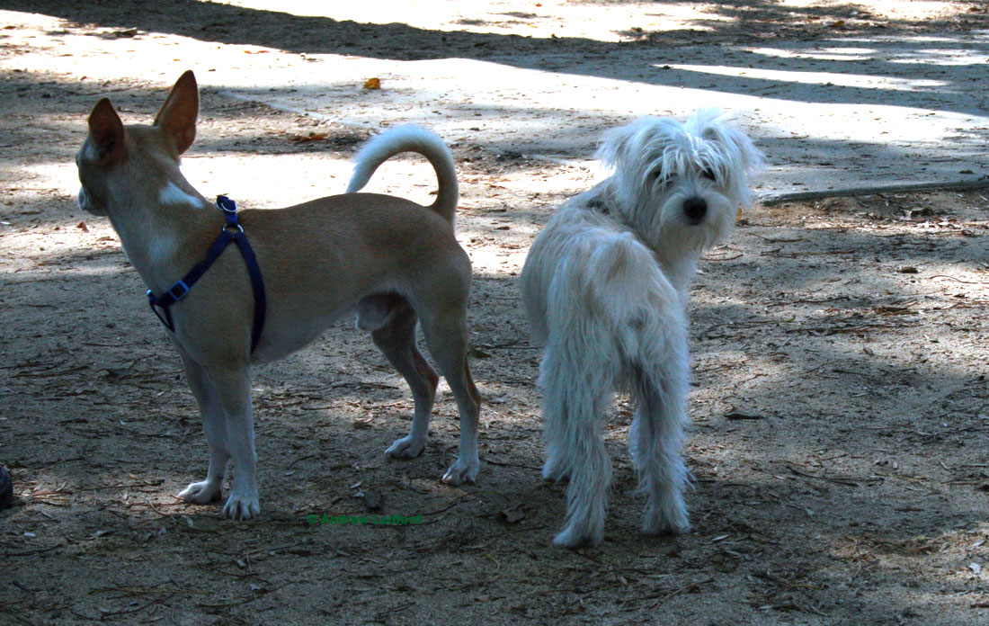 Talking Dogs at Long Beach Dog Park OC Dog Training