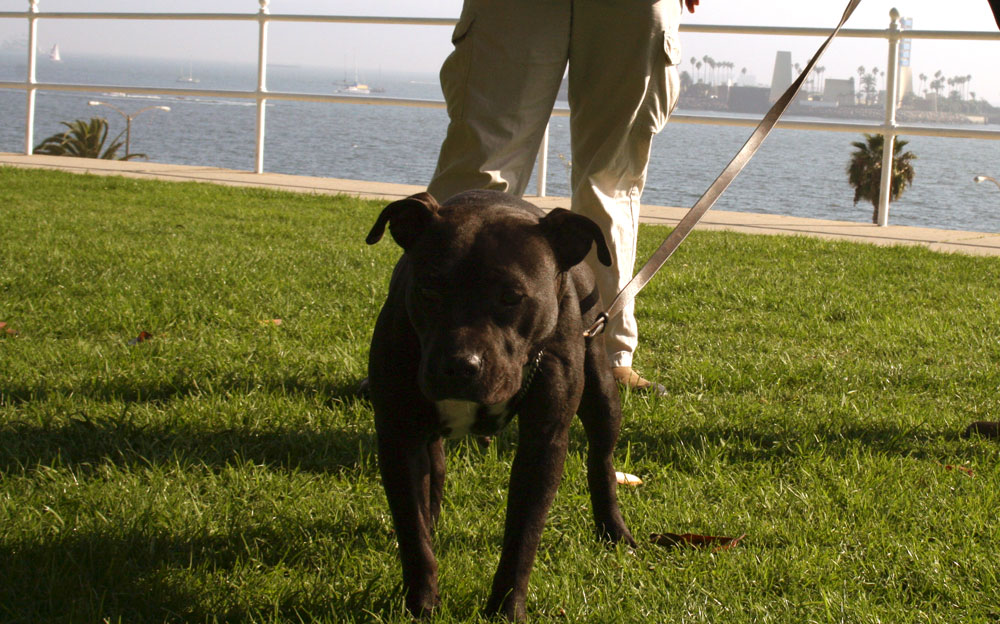 Long Beach Dog Training OC Dog Training