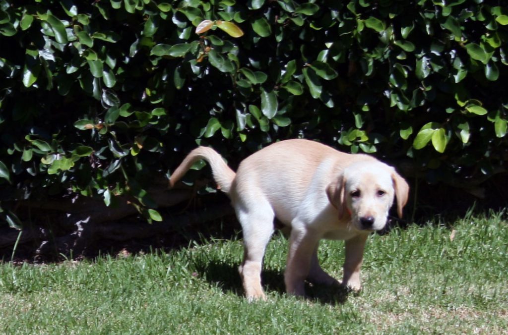 How do you Teach your dog to Potty in the yard not on walks. OC Dog training