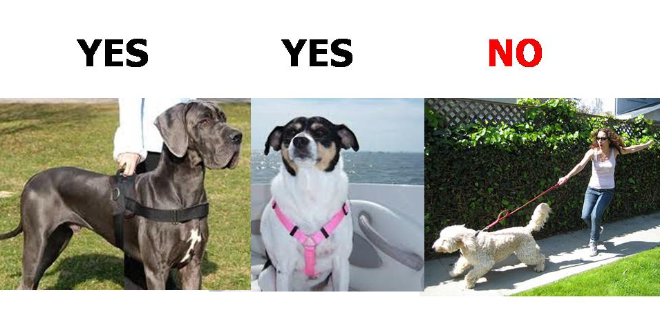 Should I Walk My Dog With a Harness or a Collar? | OCDogWalking