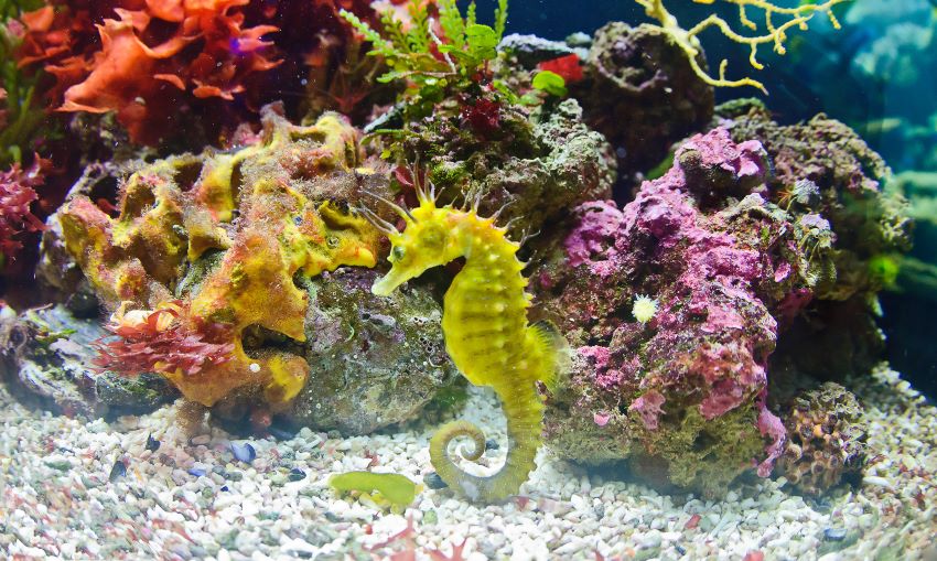 Saltwater Aquariums Utah Saltwater Fish Company