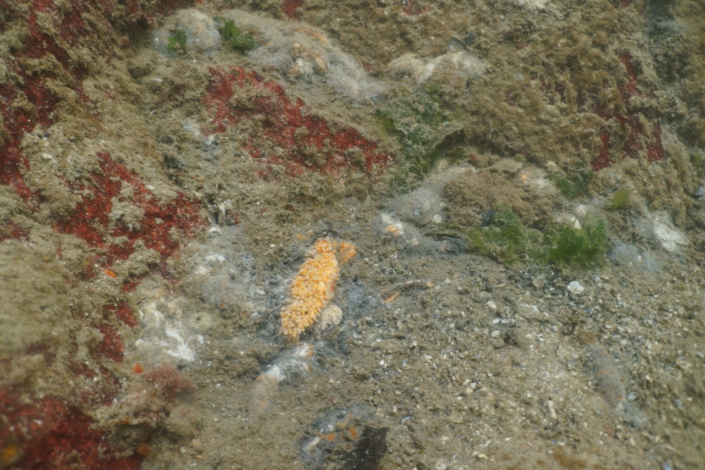 Monitoring by Ocean Wise, and others, leads to listing of Sunflower Sea